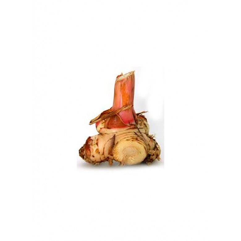 Lengkuas (Galangal) Est.150g