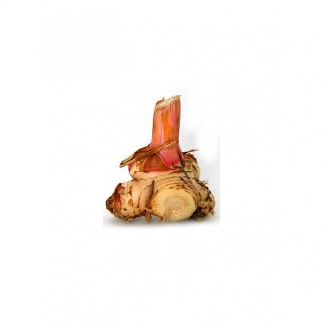 Lengkuas (Galangal) Est.150g
