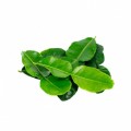 Daun Limau (Lime Leaves) Est.30g