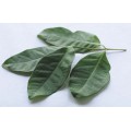 Daun Salam (Salam Leaves) Est.30g