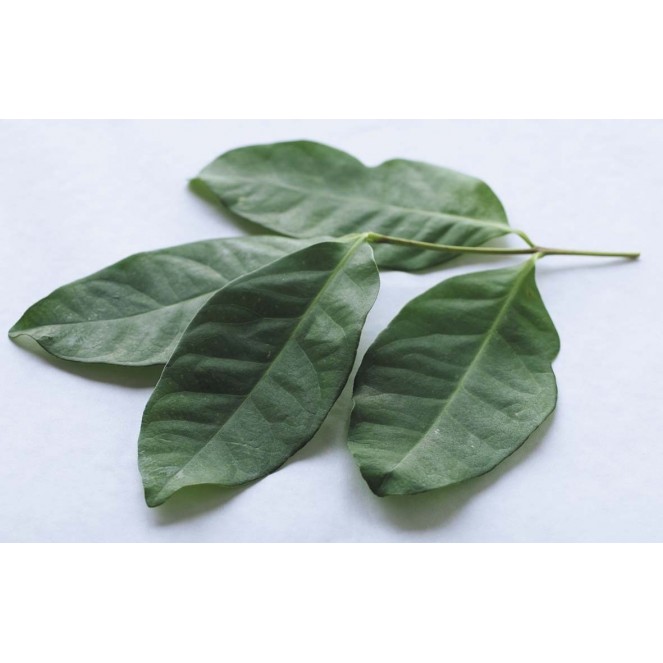 Daun Salam (Salam Leaves) Est.30g