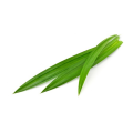 Daun Pandan (Pandan Leaves) Est.100g