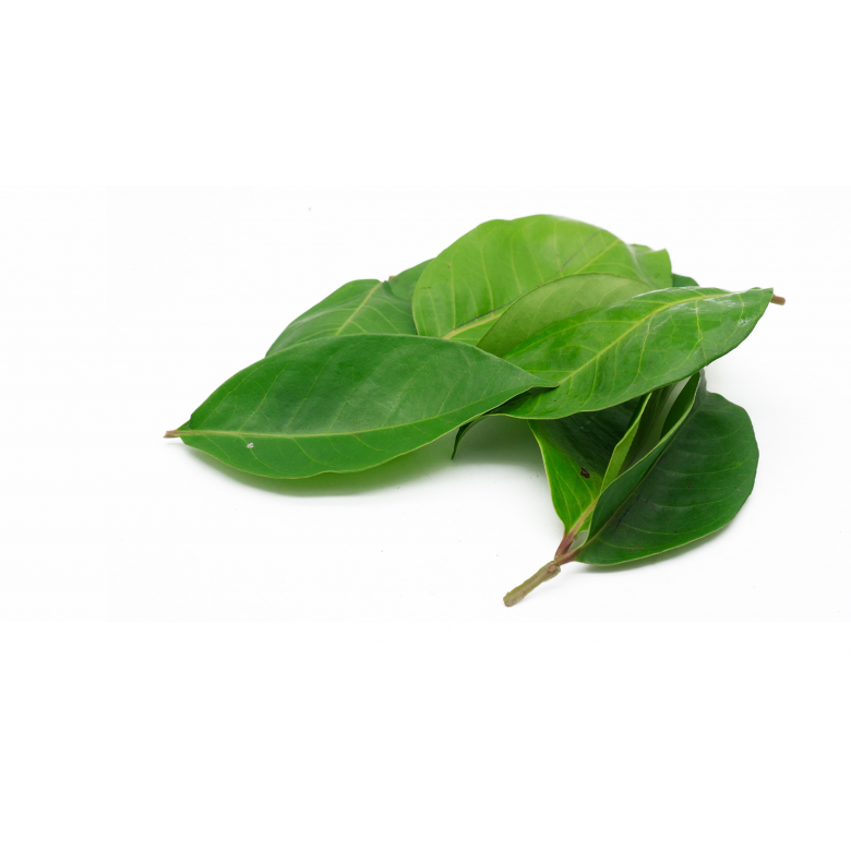 Daun Salam (Salam Leaves) Est.30g