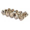 Telur Burung (Quail Eggs) 15pcs